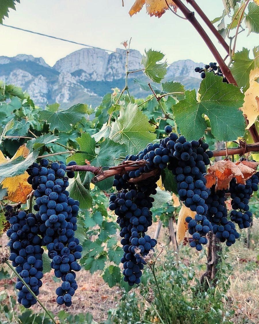 Grappoli di uva nera sulla vite, con le pareti degli Alburni sullo sfondo