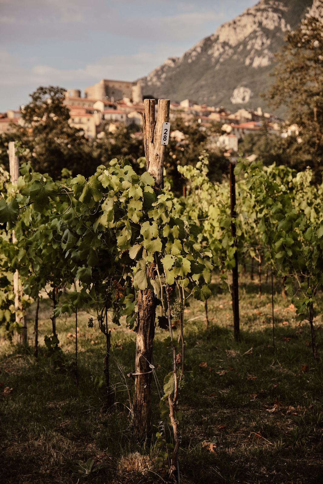 I filari della vigna con il paese di Postiglione e la roccia degli Alburni sullo sfondo