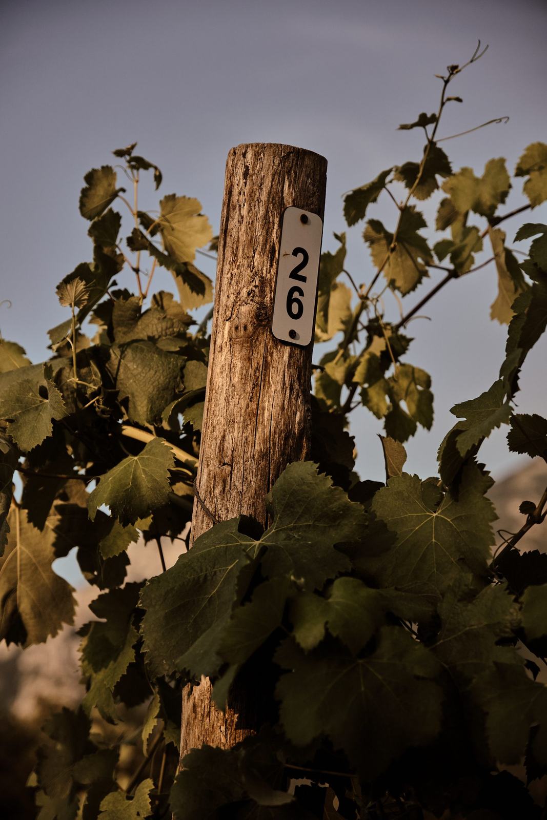 Palo di vigna numero 26 tra le foglie