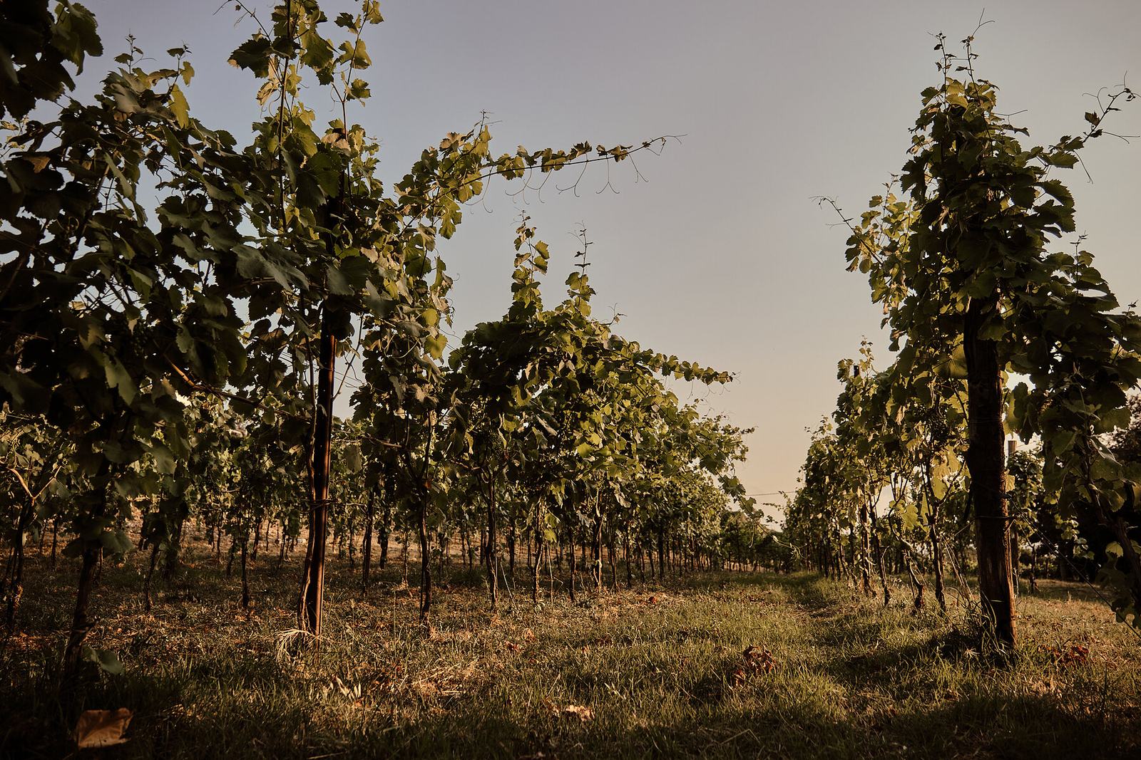 I filari del vigneto verso sera, con l'erba secca tra le file